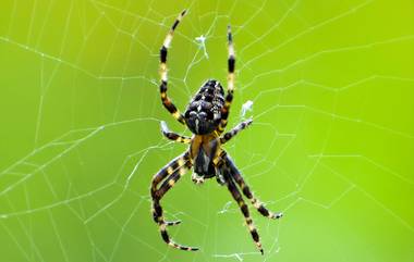 Spider Names After Sachin: মাকড়শার নাম সচিন তেন্ডুলকর!