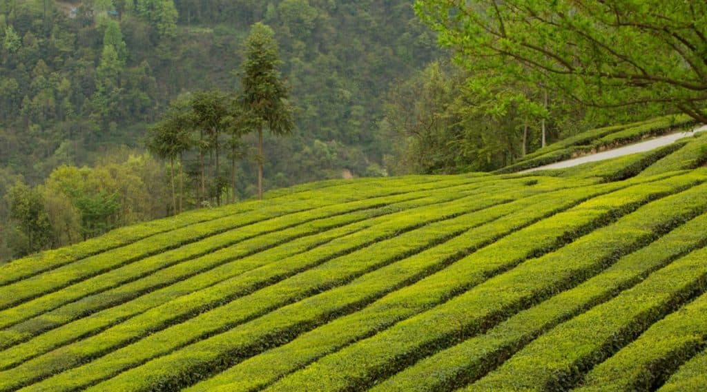 Darjeeling Tea Get GI Tag: রসগোল্লার পর জিআই তকমা পেল দার্জিলিঙের সাদা ও সবুজ চা Darjeeling Tea Get GI Tag: রসগোল্লার পর জিআই তকমা পেল দার্জিলিঙের সাদা ও সবুজ চা