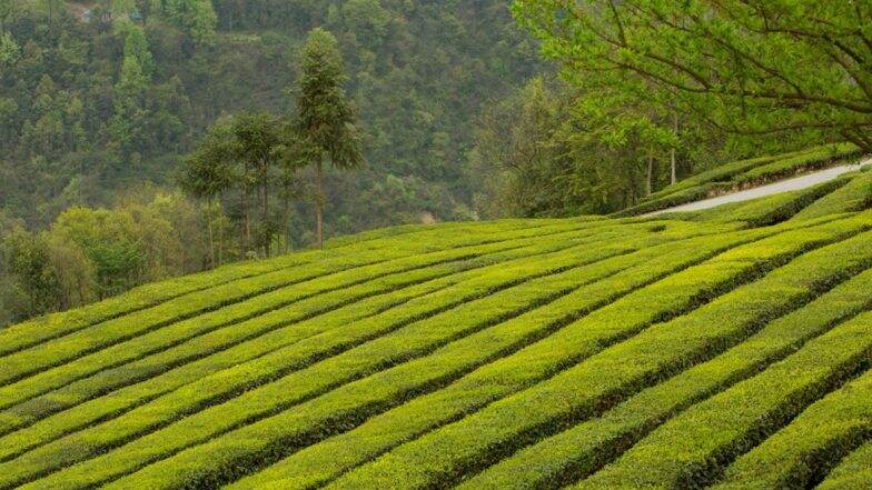Darjeeling Tea Get GI Tag: রসগোল্লার পর জিআই তকমা পেল দার্জিলিঙের সাদা ও সবুজ চা Darjeeling Tea Get GI Tag: রসগোল্লার পর জিআই তকমা পেল দার্জিলিঙের সাদা ও সবুজ চা