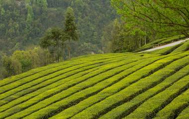 Darjeeling Tea Get GI Tag: রসগোল্লার পর জিআই তকমা পেল দার্জিলিঙের সাদা ও সবুজ চা