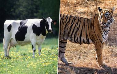 National Animal Cow: গরুকে জাতীয় পশু করা হোক, দাবি হিন্দু ধর্মগুরু বিশ্বেসা তীর্থ স্বামীর!