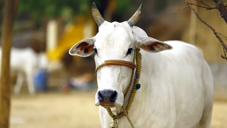 Viral: টানা দু' মাস সমুদ্রে সাঁতরে প্রাণ বাঁচিয়ে বাড়ি ফিরল হারিয়ে যাওয়া ৩ গরু Viral: টানা দু' মাস সমুদ্রে সাঁতরে প্রাণ বাঁচিয়ে বাড়ি ফিরল হারিয়ে যাওয়া ৩ গরু