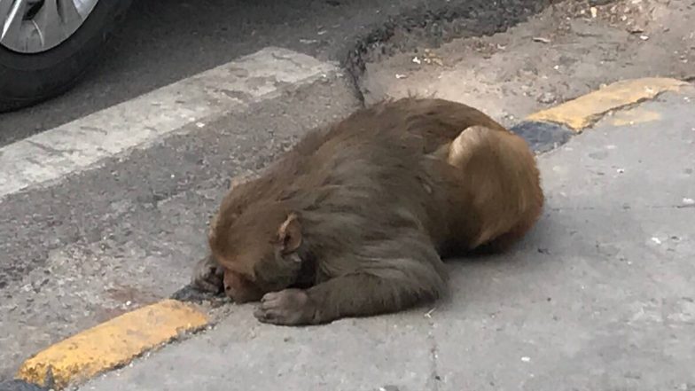 Maneka Gandhi Rescues Monkey: বাঁদর উদ্ধার করে নেটিজেনদের প্রশংসা কুড়োলেন সাংসদ মানেকা গান্ধী