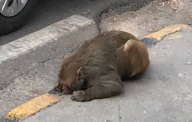 Maneka Gandhi Rescues Monkey: বাঁদর উদ্ধার করে নেটিজেনদের প্রশংসা কুড়োলেন সাংসদ মানেকা গান্ধী