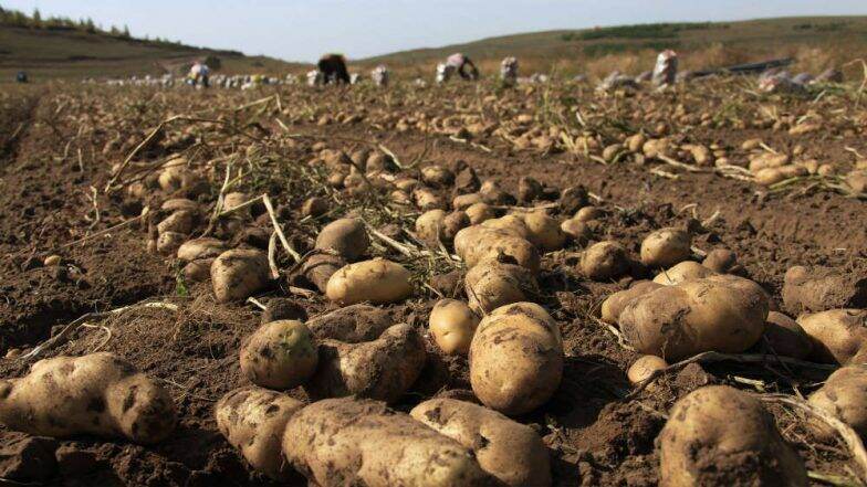 Potato Price Hike: পেঁয়াজের পর এবার আলু! মূল্যবৃদ্ধিতে মাথায় হাত মধ্যবিত্তের Potato Price Hike: পেঁয়াজের পর এবার আলু! মূল্যবৃদ্ধিতে মাথায় হাত মধ্যবিত্তের