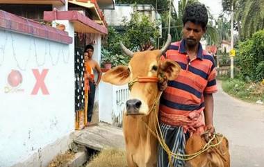 Man Wants Gold Loan Against Cows: দিলীপ ঘোষের দাবিতে ভরসা, গোল্ড লোন পেতে গোরু নিয়ে হাজির কৃষক!