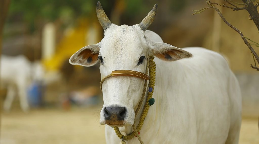 Youths Wants Gold Loan Against Cows: দিলীপ ঘোষের সোনা তত্ত্বে বিশ্বাস, গোল্ড লোন পেতে গোরু নিয়ে হাজির কয়েকজন যুবক
