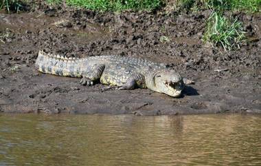 Man Sticking Thumb Eye Of Crocodile : কুমিরের চোখে আঙুল দিয়ে দেখিয়ে দিলেন... এভাবেও ফিরে আসা যায়