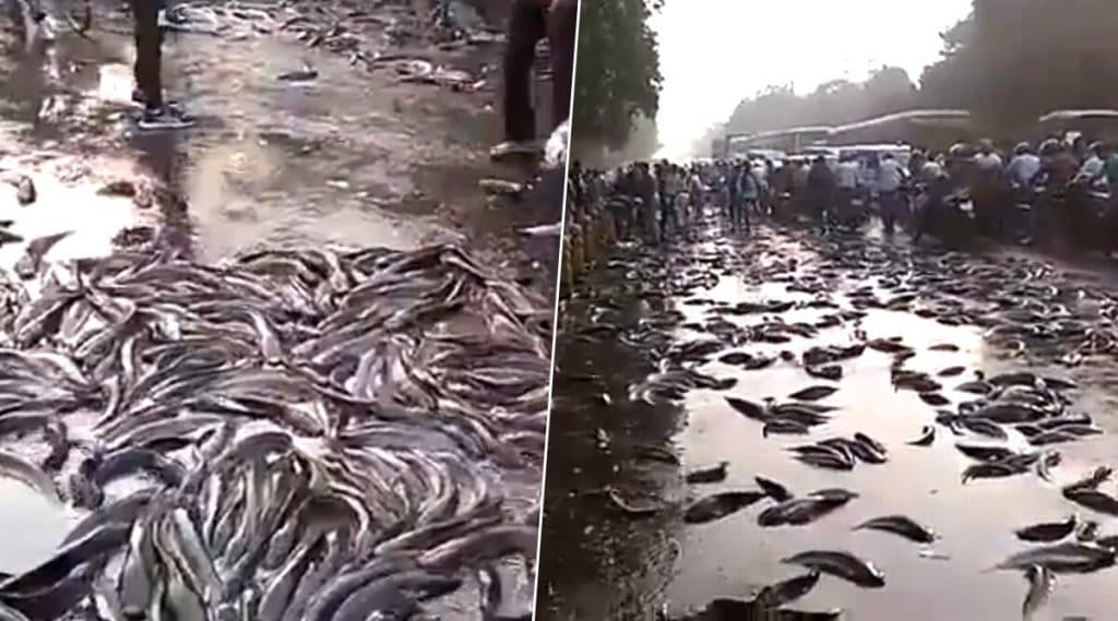 Kanpur: ট্রাক থেকে রাস্তায় পড়ে গড়াগড়ি খাচ্ছে মাছ, দেদার লুট স্থানীয়দের: ভিডিও Kanpur: ট্রাক থেকে রাস্তায় পড়ে গড়াগড়ি খাচ্ছে মাছ, দেদার লুট স্থানীয়দের: ভিডিও