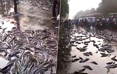 Kanpur: ট্রাক থেকে রাস্তায় পড়ে গড়াগড়ি খাচ্ছে মাছ, দেদার লুট স্থানীয়দের: ভিডিও