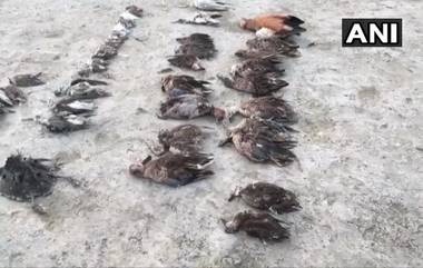 Rajasthan Migratory Birds Death: রাজস্থানের সম্ভর লেকে উদ্ধার হাজারও পরিযায়ী পাখির দেহ, মৃত্যুর কারণ নিয়ে শোরগোল