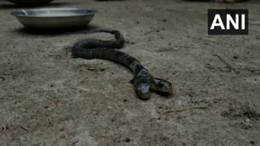 Two-Headed Snake Found: সাতসকালে গ্রামের পথে দুমুখো সাপ, শোরগোল বেলদায়