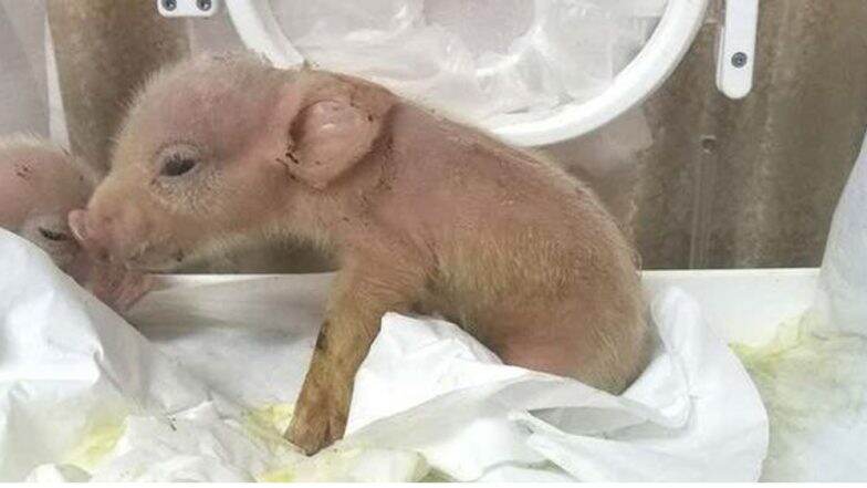 Two Pigs With Monkey Cells: প্রাণী বিজ্ঞানের যুগান্তকারী ঘটনা, হনুমানের কোষ থেকে শূকর ছানার জন্ম হল চিনে
