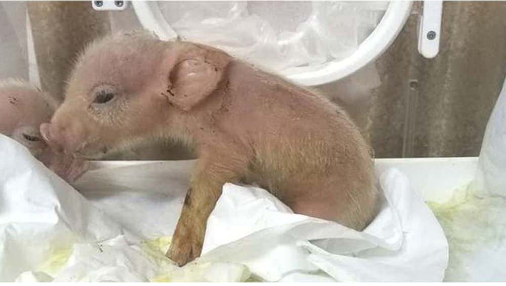 Two Pigs With Monkey Cells: প্রাণী বিজ্ঞানের যুগান্তকারী ঘটনা, হনুমানের কোষ থেকে শূকর ছানার জন্ম হল চিনে Two Pigs With Monkey Cells: প্রাণী বিজ্ঞানের যুগান্তকারী ঘটনা, হনুমানের কোষ থেকে শূকর ছানার জন্ম হল চিনে