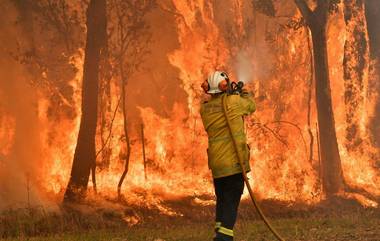 Australia Bush Fire: বৃষ্টিতেও মেলেনি রেহাই, দাবানলের আগুন দূরত্ব ঘুচিয়েছে পশু-মানুষের