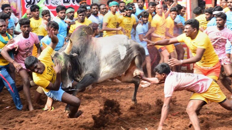 Tamil Nadu: মাদুরাইতে জাল্লিকাট্টুতে লড়বে ২০০০ ষাঁড়!