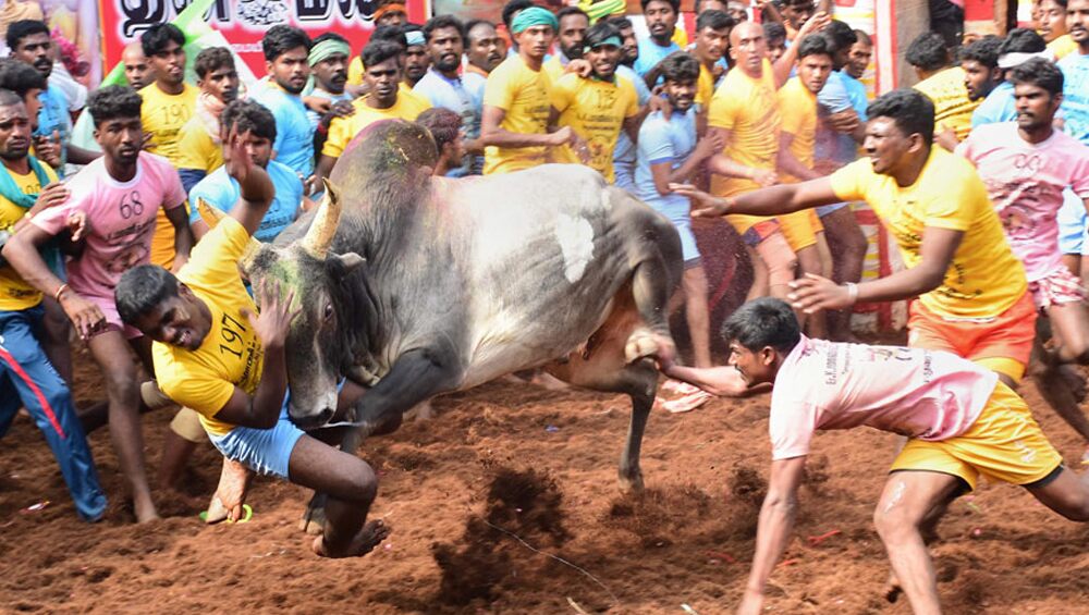 Jallikattu In Tamil Nadu: তামিলনাড়ুতে জাল্লিকাট্টু উৎসবে ষাঁড়ের গুঁতোয় মৃত্যু হল এক যুবকের