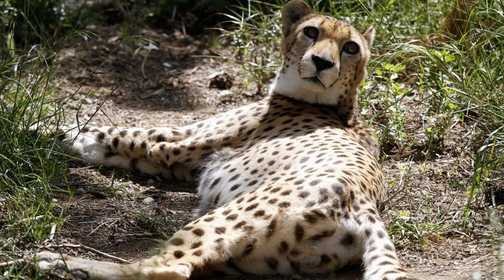 African Cheetah ছ ড পত র স প র ম ক র ট র ভ রত শ গগ রই দ খ ম লব আফ র ক ন চ ত র Latestly ব ল