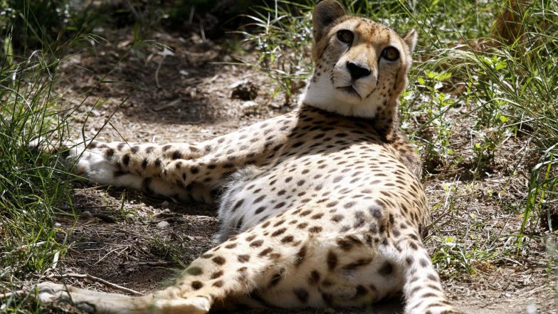 African Cheetah: ছাড়পত্র সুপ্রিম কোর্টের, ভারতে শিগগিরই দেখা মিলবে আফ্রিকান চিতার
