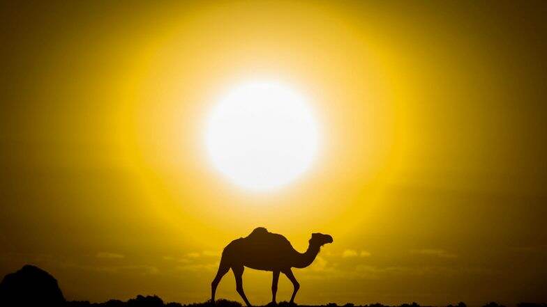 Camels Shot Dead In Australia: ā§Ģ āĻĻāĻŋāύ⧠ā§Ģ āĻšāĻžāĻāĻžāϰā§āϰāĻ āĻŦā§āĻļāĻŋ āĻāĻ āĻšāϤā§āϝāĻž āĻ
āϏā§āĻā§āϰā§āϞāĻŋā§āĻžā§