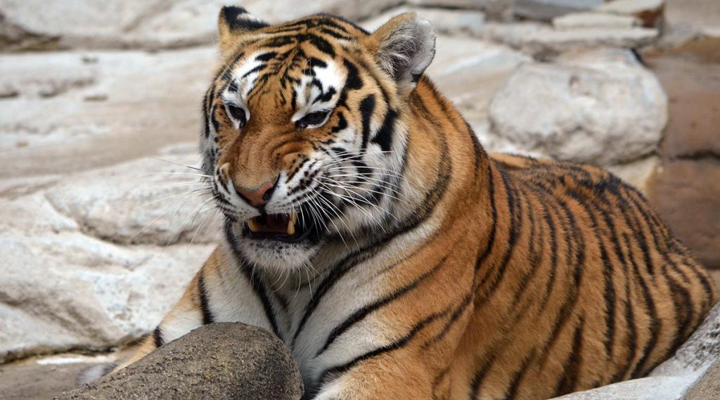 Tiger Fear in Konnagar: রাতের অন্ধকারে রাস্তায় ঘুরছে অজানা প্রাণী, বাঘের আতঙ্কে কাঁপছে কোন্নগর