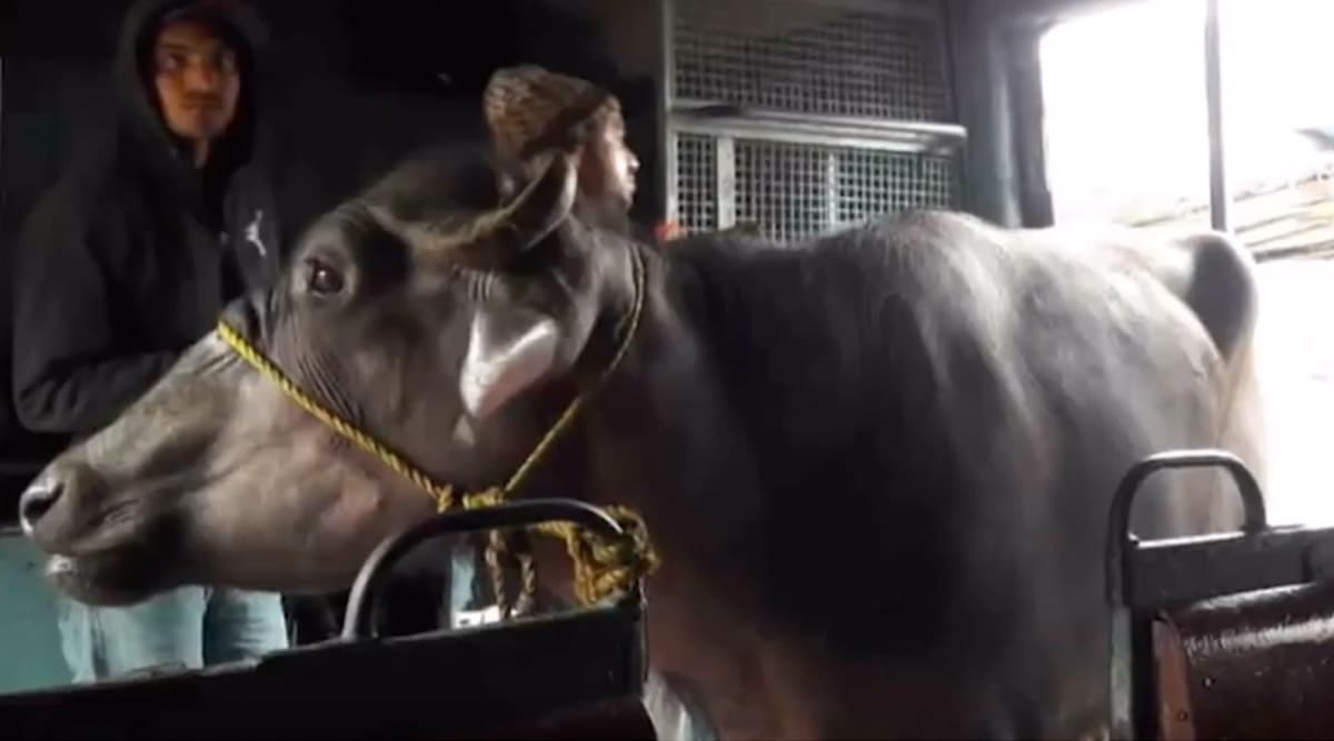 Buffalo Takes Ride In Local Train: হনুমানের পর ট্রেনে চড়ল মোষ! ভাইরাল ভিডিয়ো