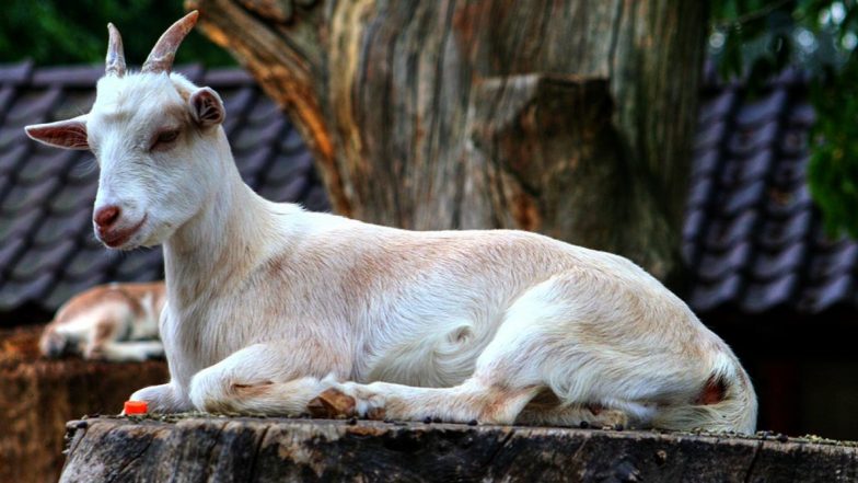 Goat Raped By Drunk Man: বাড়িতে ঢুকে ছাগলকে 'ধর্ষণ' যুবকের! গণধোলাই দিয়ে পুলিশের হাতে তুলে দিল স্থানীয়রা