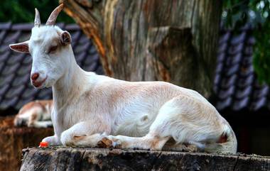 Goat Raped By Drunk Man: বাড়িতে ঢুকে ছাগলকে 'ধর্ষণ' যুবকের! গণধোলাই দিয়ে পুলিশের হাতে তুলে দিল স্থানীয়রা