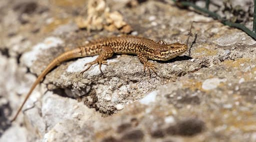 Lizard In Mid Day Meal: মিড ডে মিলের খিচুড়িতে টিকটিকি! ধুন্ধুমার ভাঙড় Lizard In Mid Day Meal: মিড ডে মিলের খিচুড়িতে টিকটিকি! ধুন্ধুমার ভাঙড়
