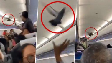 Pigeon Inside Flight: বিমানের ভিতরে উড়ছে পায়রা, সোশ্যাল মিডিয়া আছড়ে পড়ে ভাইরাল হল ভিডিও