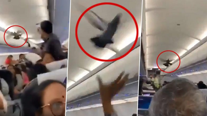 Pigeon Inside Flight: বিমানের ভিতরে উড়ছে পায়রা, সোশ্যাল মিডিয়া আছড়ে পড়ে ভাইরাল হল ভিডিও