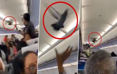 Pigeon Inside Flight: বিমানের ভিতরে উড়ছে পায়রা, সোশ্যাল মিডিয়া আছড়ে পড়ে ভাইরাল হল ভিডিও