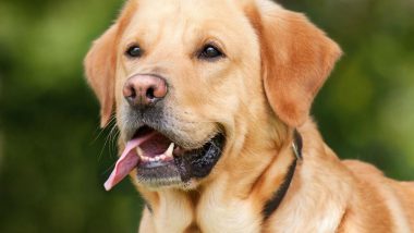 Dogs Can Sniff Out Coronavirus Infections: গন্ধ শুঁকে করোনা সংক্রমিত ব্যক্তিকে শনাক্ত করতে পারে কুকুর