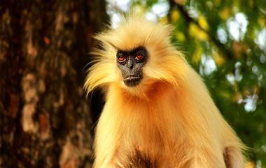 Golden Langur: মারা গেল অসমের উমানন্দ দ্বীপের একমাত্র সোনালি ল্যাঙ্গুর গোবিন্দা