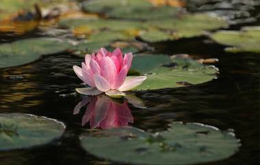 Lotus Logo On School Uniform: স্কুলের পোশাকে পদ্মফুলের লোগো! উঠল বিতর্ক