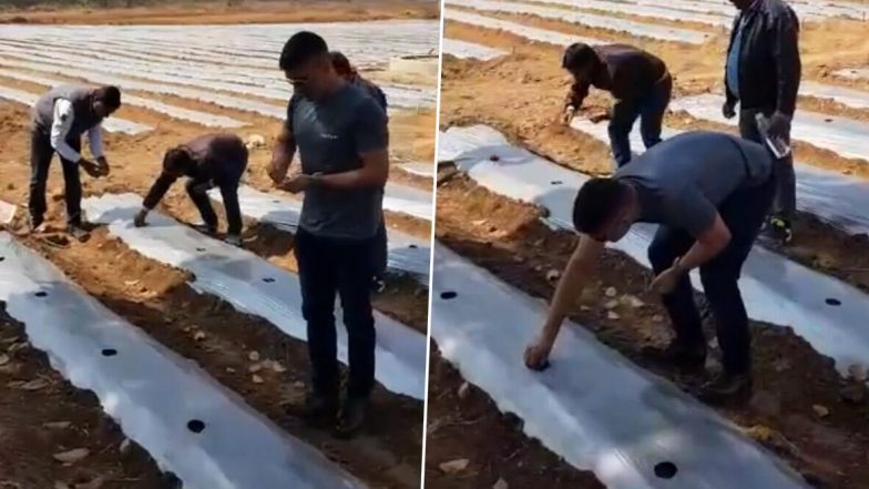 MS Dhoni Turns Farmer: ক্রিকট ছেড়ে তরমুজের চাষ করছেন মহেন্দ্র সিং ধোনি!