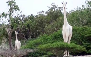 White Female Giraffe: চোরাশিকারিদের হাতে প্রাণ হারাল মা-শিশু, বিশ্বে অস্তিত্ব রয়েছে আর ১টি সাদা জিরাফের