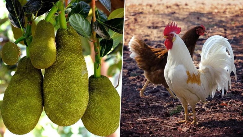 Coronavirus Impact On Poultry: মুরগির বদলে বাড়ছে কাঁঠালের চাহিদা, আকাশছোঁয়া দাম, কিলোপ্রতি বিকোচ্ছে ১২০-তে