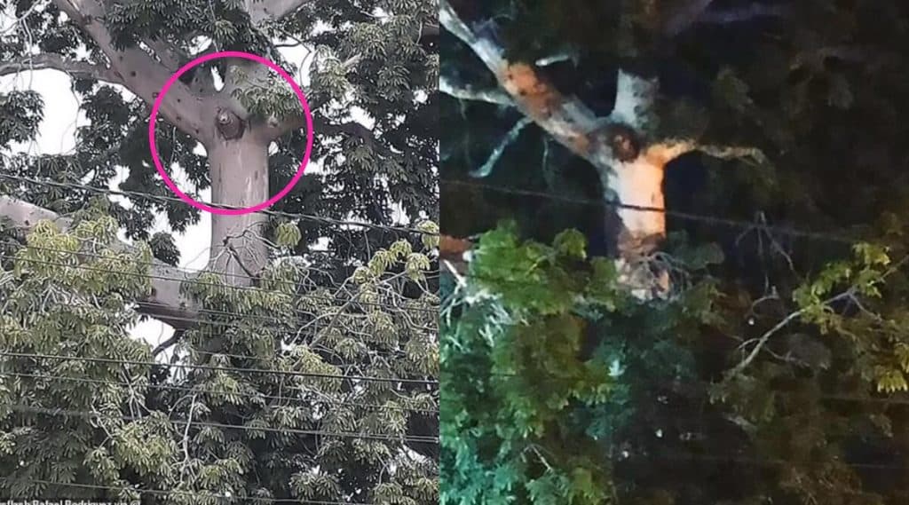 Viral: গাছে ক্রুশবিদ্ধ যীশুর ছবি! লকডাউন ভেঙে দেখতে ছুটল সাধারণ মানুষ Viral: গাছে ক্রুশবিদ্ধ যীশুর ছবি! লকডাউন ভেঙে দেখতে ছুটল সাধারণ মানুষ