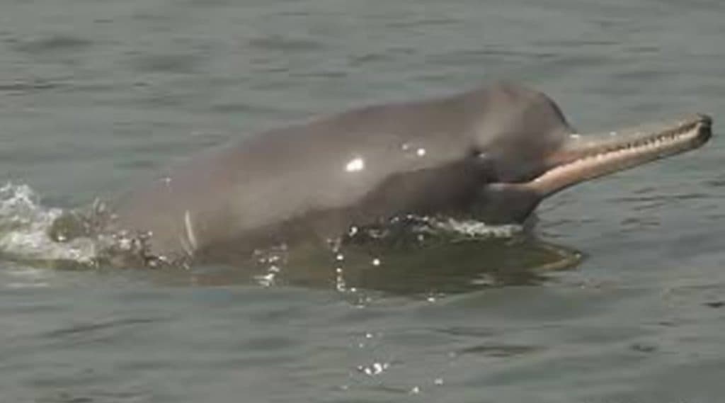 Ganges Dolphin: লকডাউনে কমেছে দূষণ, গঙ্গার ফের দেখা মিলছে ডলফিনের Ganges Dolphin: লকডাউনে কমেছে দূষণ, গঙ্গার ফের দেখা মিলছে ডলফিনের