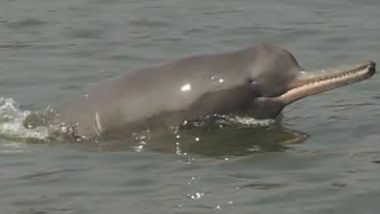 Ganges Dolphin: লকডাউনে কমেছে দূষণ, গঙ্গার ফের দেখা মিলছে ডলফিনের
