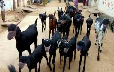 47 Goats Quarantined In Karnataka: মালিক করোনাভাইরাসে আক্রান্ত, ৪৭টি ছাগলকে যেতে হল কোয়ারান্টিন সেন্টারে