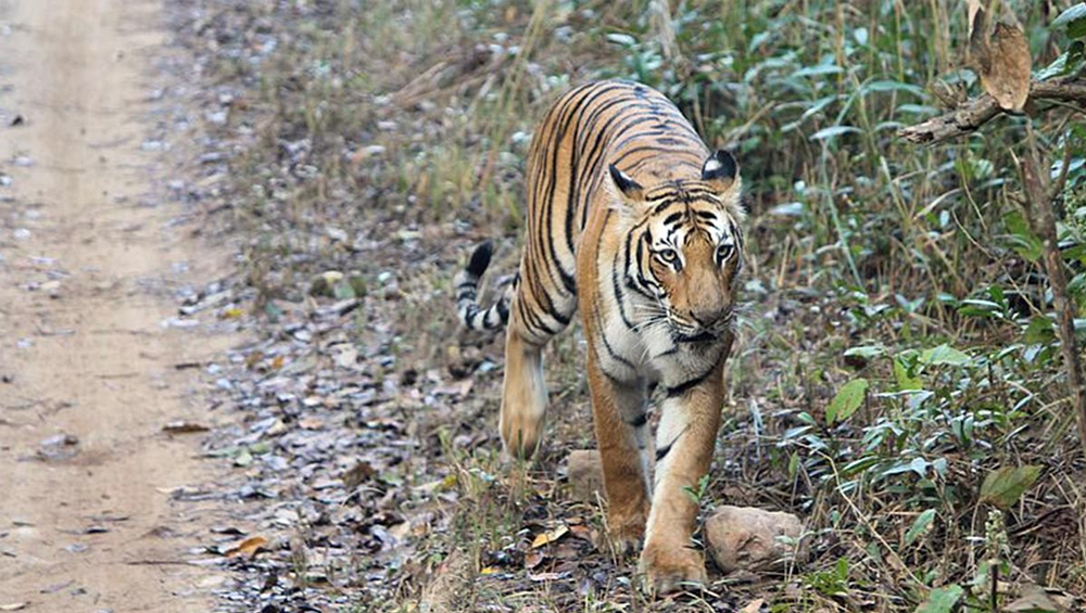 Sundarban: জঙ্গল ছেড়ে লোকালয়ে রয়্যাল বেঙ্গল টাইগার