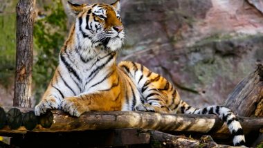 Indian Zoos On High Alert: মার্কিন মুলুকের বাঘিনী নাদিয়ার শরীরে কোভিড-১৯ পজিটিভ, ভারতের সমস্ত চিড়িয়াখানায় জারি চূড়ান্ত সতর্কতা