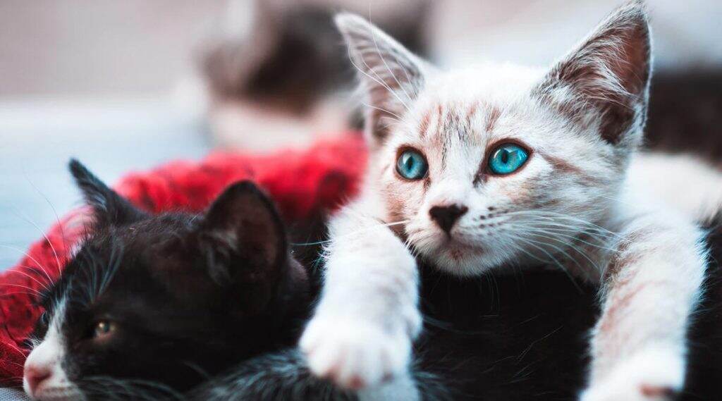 Covid-19 Infected Cats: মার্কিন মুলুকে প্রথম করোনায় আক্রান্ত ২ পোষ্য বিড়াল Covid-19 Infected Cats: মার্কিন মুলুকে প্রথম করোনায় আক্রান্ত ২ পোষ্য বিড়াল