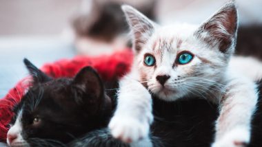 Covid-19 Infected Cats: মার্কিন মুলুকে প্রথম করোনায় আক্রান্ত ২ পোষ্য বিড়াল