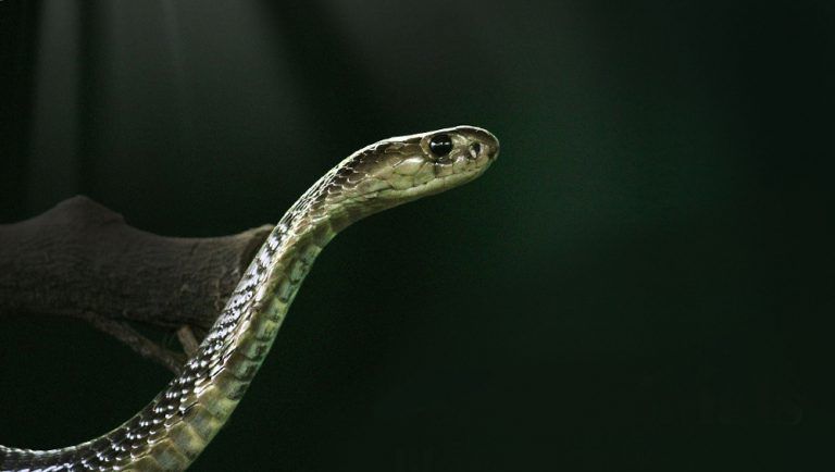 Cobra Rescued: চার ফুটের লম্বা কোবরা খেলে তিন ফুটের লম্বা কোবরাকে, দেখুন বিরল ছবি