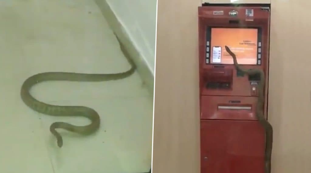 Snake Spotted Inside ATM: এটিএমে সাপ! ভাইরাল ভিডিয়ো Snake Spotted Inside ATM: এটিএমে সাপ! ভাইরাল ভিডিয়ো