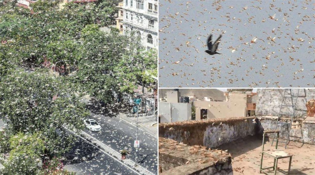 Locust Swarm Attacks North India: করোনার মধ্যে পঙ্গপালের ত্রাস, চিন্তায় উত্তরপ্রদেশ, মধ্যপ্রদেশ ও রাজস্থানের চাষীরা (দেখুন ভিডিও)