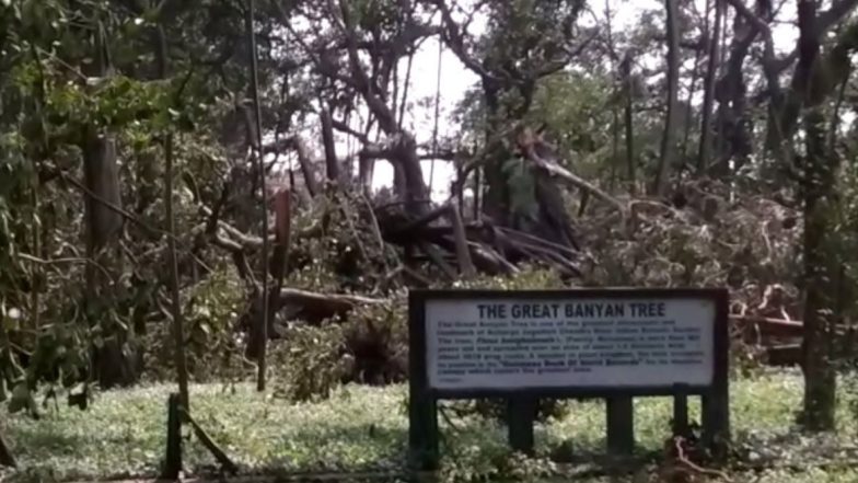 The Great Banyan Tree In Kolkata: আড়াই দশকে আম্ফান-সহ তিনটে বড় ঘূর্ণিঝড় সামলে মাথা উঁচু করে দাঁড়িয়ে ২৫০ বছরের বট গাছ